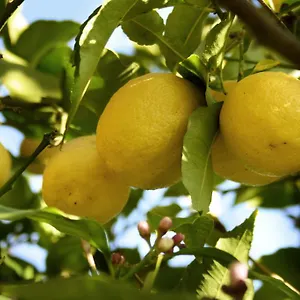 https://bb-il-giardino-di-gabri.it-romehotels.com